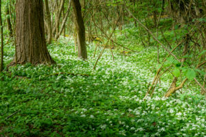 Wild garlic (Allium ursinum), plant species from the Allium genus. Wild garlic (Allium ursinum), plant species from the Allium genus.